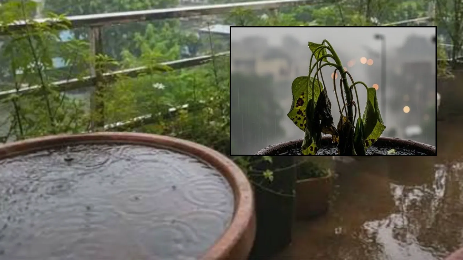 Monsoon Plant care