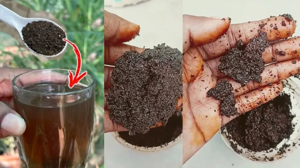 Used Chai Patti As Fertilizer