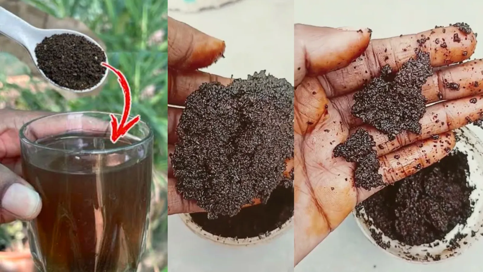 Used Chai patti for Plants