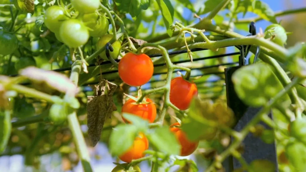 July Vegetables To Grow