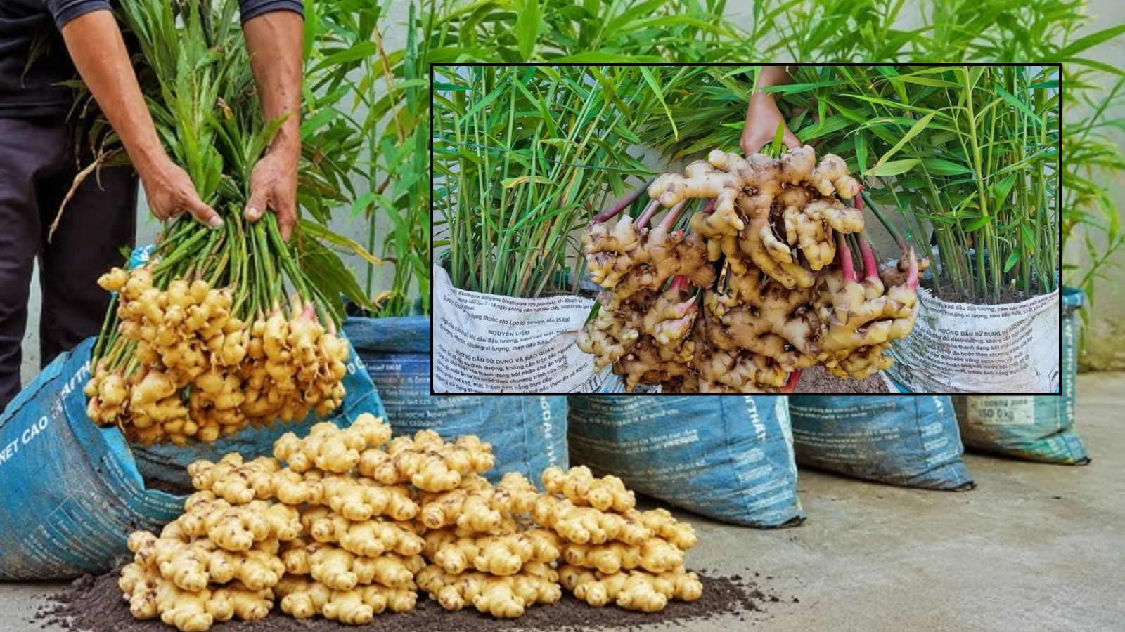 ginger in grow bag