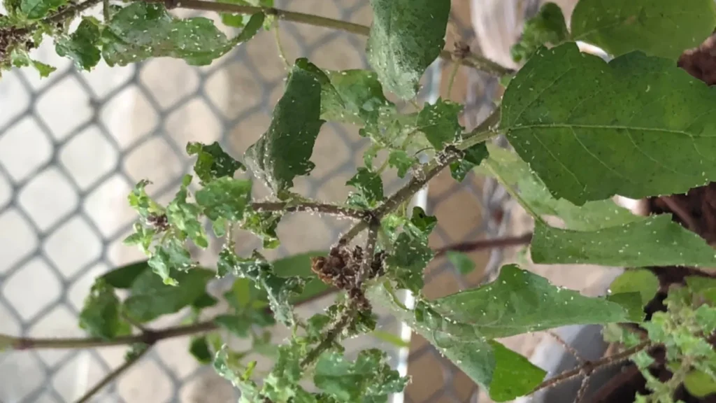 Monsoon Plant Care
