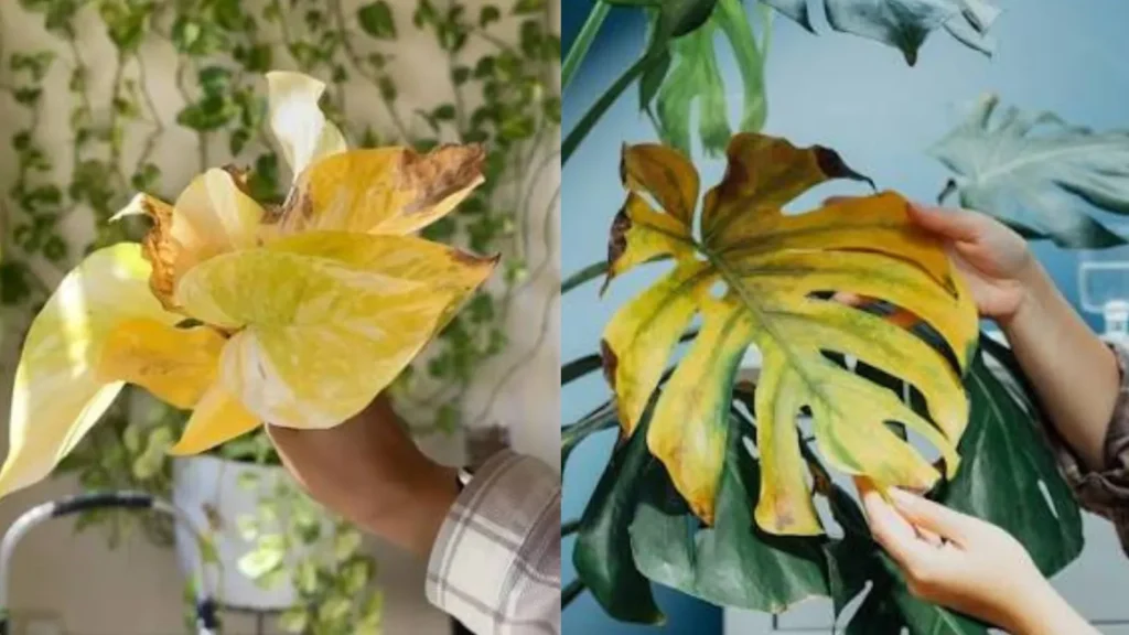Monsoon Plant Care