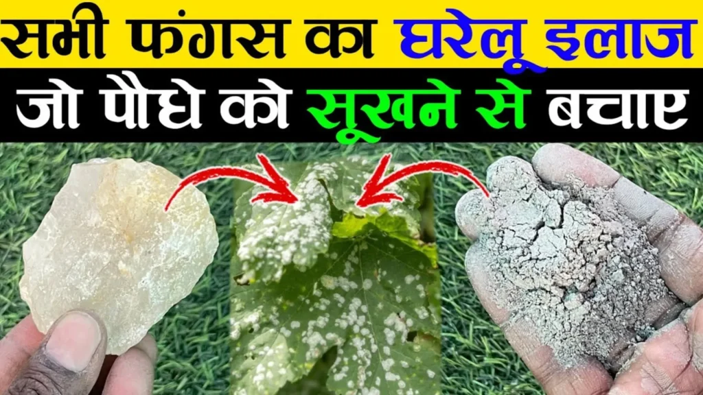Monsoon Plant Fungus Control