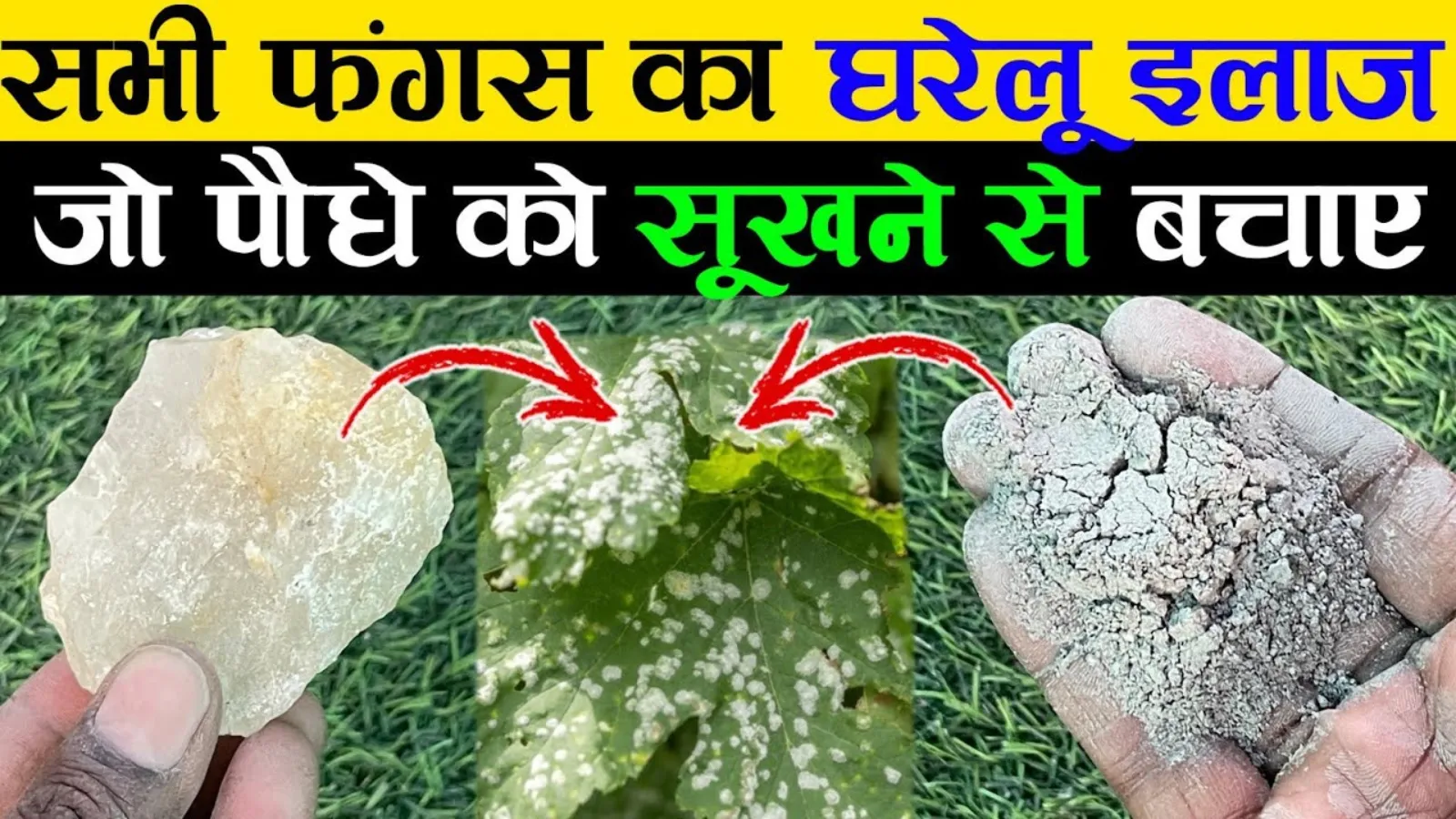 Monsoon Plant Fungus Control