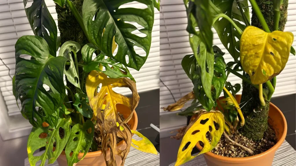 Why Plant Leaves Turn Yellow
