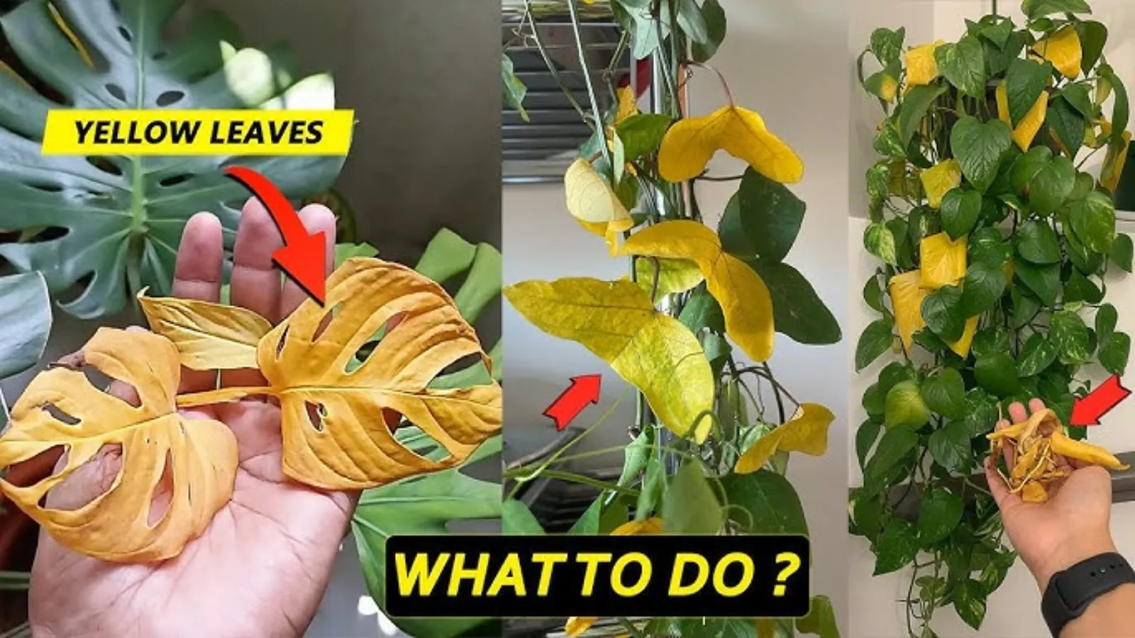 Yellow Leaves in Monsoon