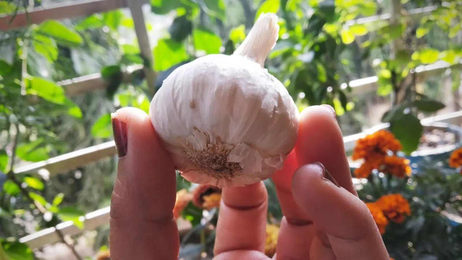 Garlic Pesticide for Plants