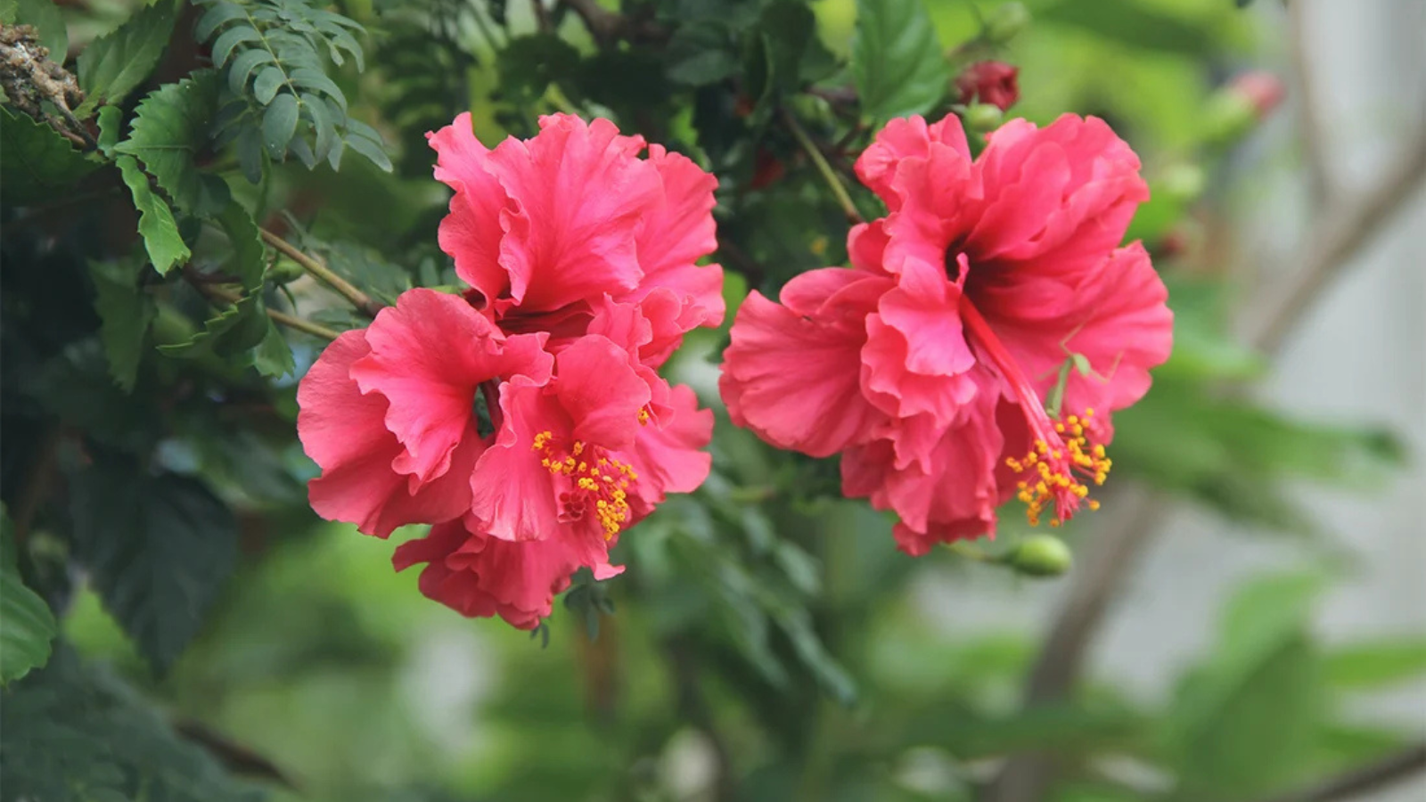 Hibiscus Plant Care