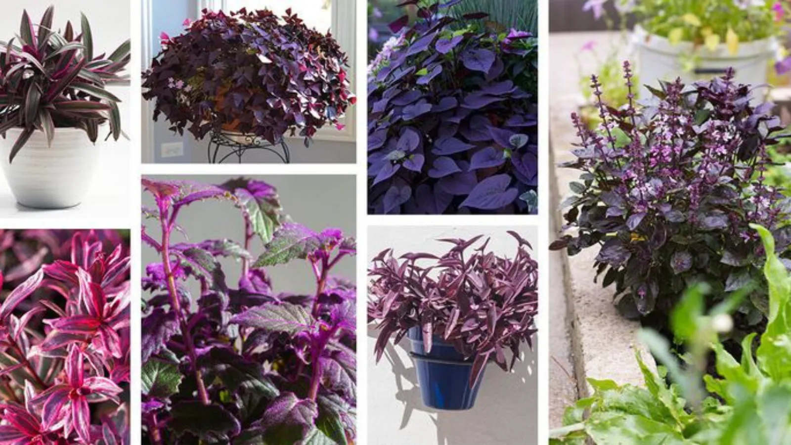 Purple Plants for Home Decor